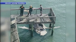 Massive dead humpback whale washes up at the Jersey shore