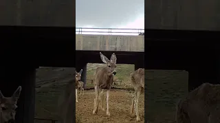 Spring Mule Deer Migration
