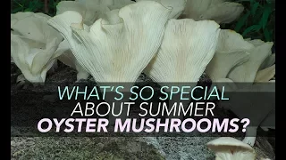 What's So Special About Summer Oyster Mushrooms?