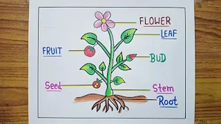 Parts of a Plant Drawing / Parts of Plant Labelled Diagram / How to Draw Parts of Plant Easy