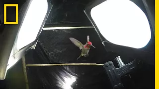 What It Takes to Film Hummingbirds in Slow Motion | National Geographic