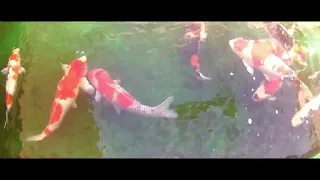 Hosokai Koi farm - January 2017