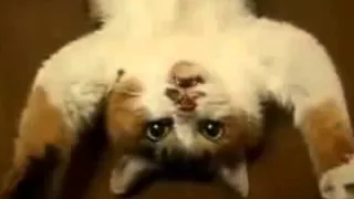 Funny Cats Sleeping in Weird Positions Compilation 2013 NEW HD‬   YouTube