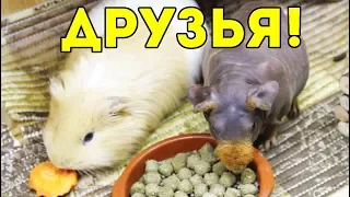 СЧАСТЛИВЫ ВМЕСТЕ! Выжили Толика и рады! SvinkiShow