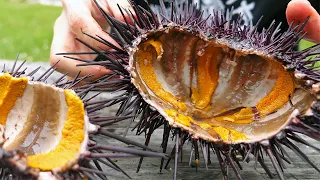 Freediving for HUGE Sea Urchins & Cooking Uni Pasta from Scratch | Catch & Cook