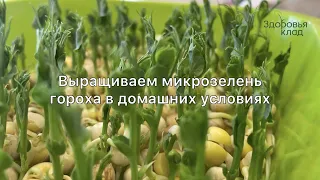 Выращиваем микрозелень гороха в домашних условиях