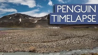 Time-Lapse Shows World's Largest King Penguin Colony
