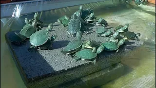 Feeding my baby turtles !! 🍗🐢
