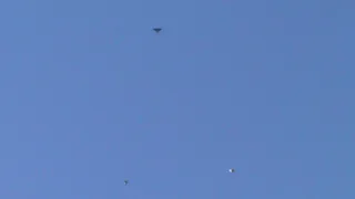 николаевские голуби 05.12.2020
