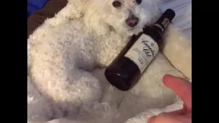 MY DOG IS AN ALCOHOLIC!