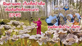 🍄EP#5 เก็บเห็ดป่าเดิม เพิ่มเติมคือเต็มป่า ขนเห็ดกลับบ้าน เต็มรถเลยทีเดียว