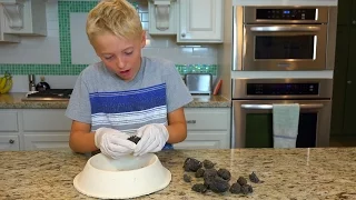 What's inside of Owl Pellets?