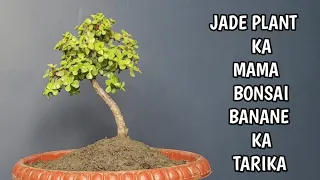 JADE PLANT KA MAMA BONSAI BANANE KA TARIKA  // HOW TO MAKE JADE MAMA BONSAI  // BONSAI THE ART 🏝