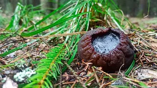 🔥ЗА КОСМИЧЕСКИМИ ГРИБАМИ 🤯 | Саркосома шаровидная как и где растет.