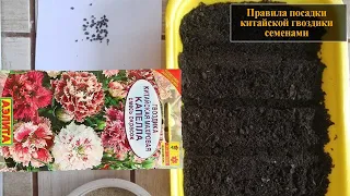 Посадка китайской гвоздики