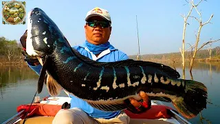 Snakehead processing process and raise millions of snakehead fish on the farm.