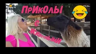 Я РЖАЛ))) / СМЕШНЫЕ ЖИВОТНЫЕ  2020