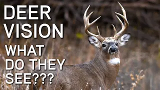 Deer Vision | How It Works And What They See | Deer Hunting Tips