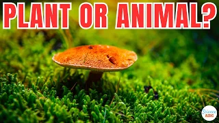 Are Mushrooms More Similar to Humans than Plants?