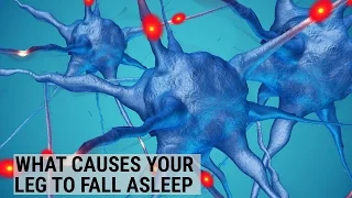 What causes your leg to fall asleep