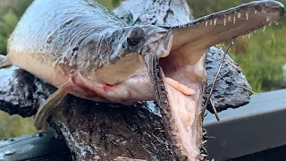 PRE-historic Fish {Catch Clean Cook} Sweet Gar Cakes