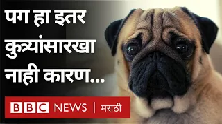 Pet Care tips: Pug dog हा सामान्य कुत्रा नाही असं शास्त्रज्ञ का म्हणतात? Pug not 'a typical dog'?