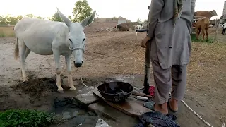 The owner is watering and feeding his donkey