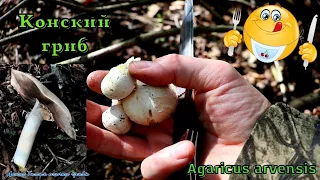 Шампиньон полевой или Конский гиб | Agaricus arvensis