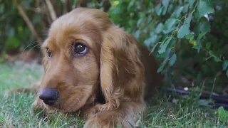 Cocker Spaniel 3,5 miesiąca