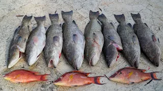 Grouper INSANITY! Catch Clean Cook (FL Gag Grouper)