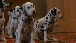 101 dalmatians - collar scene