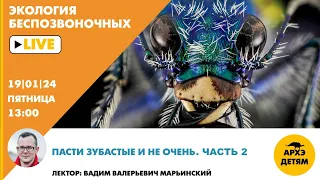 Занятие "Вторичноротые – всё не то, чем кажется" // Неурочные беспозвоночные // Вадим Марьинский