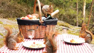 Picnic with Squirrels & Relaxing Birdsong (4K)