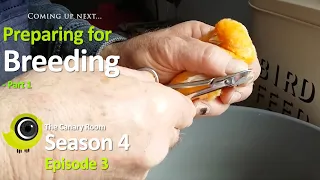 The Canary Room Season 4 Episode 3 - Preparing for Breeding Part 1