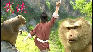 Kung Fu Film! The monkey treats the Kung Fu kid as master, aids in mastering peerless divine skills!