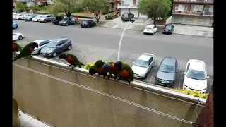 Австралийские лорикеты на балконе 9.01.18 заелись Как выглядят разноцветные попугаи?