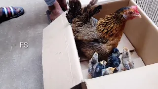 Chicken hen chick /Pigeon Market-09