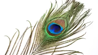 Peacock feather tutorial of polymer clay