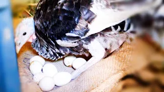 Hatching eggs naturally (Turkey bird )