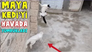 MAYA'NIN YAVRULARI İLE 🥰 TAVŞAN KEDİYİ ZİYARET ETTİK 😃 En komik kedi videoları ✓ Yavru kedi sesi
