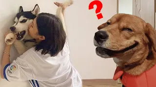 Funniest Animals Videos 2022🐴Best cats😹 and dogs🐶 videos [COMPILATION #65] 😁🙈