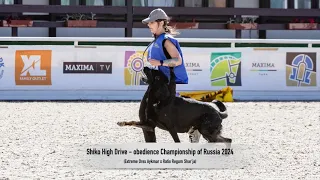 Shiko High Drive - obedience Championship of Russia 2024