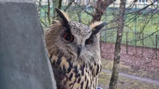 The owl Spruce is fluffing before the storm, the jay Pyshka is preparing for winter