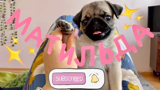 МОПС МАТИЛЬДА🐶 Первые дни дома. Как приучить щенка к пеленке? Воспитание, дрессировка и любовь 💕