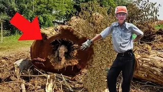 Logger Cuts Down an Old Tree. What He Found Inside The Trunk Is Unbelievable!