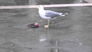 Чайка жрёт мёртвого голубя в Венеции. Убила раньше.