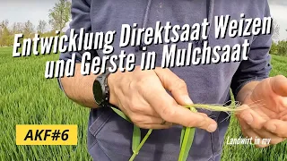 AKF 6 Entwicklung Direktsaat Weizen und Gerste in Mulchsaat