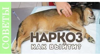 Как выходить из наркоза? Советы ветеринара.