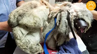 Dog Found with Extremely Matted under a Bush, Saved