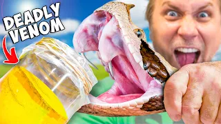 Snake Venom Vs Human!